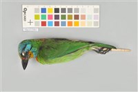 藏品(五色鳥)的圖片